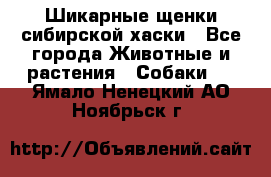 Шикарные щенки сибирской хаски - Все города Животные и растения » Собаки   . Ямало-Ненецкий АО,Ноябрьск г.